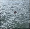 beaver on the river.jpg‎