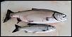 salmon limit - 8-6-22.jpg‎