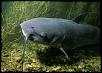 Click image for larger version

Name:	catfishp.jpg
Views:	415
Size:	56.4 KB
ID:	181534